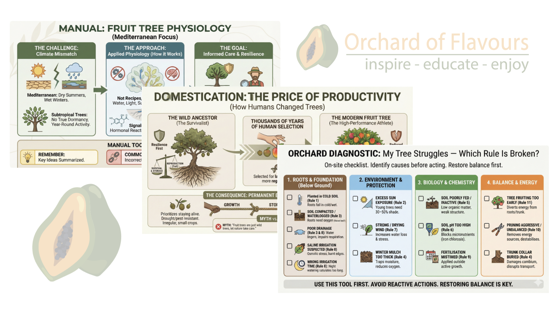 Some of the Fruit Tree Physiology diagrams we prepared for the manual: Overview, Domestication and Orchard Diagnostic checklist