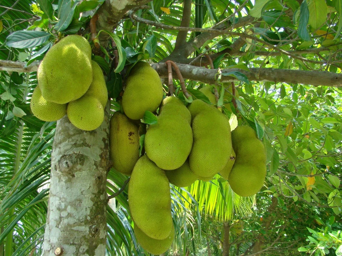 Green Organic Bananas Growing in Bunches on Tree in Tahiti stock photo