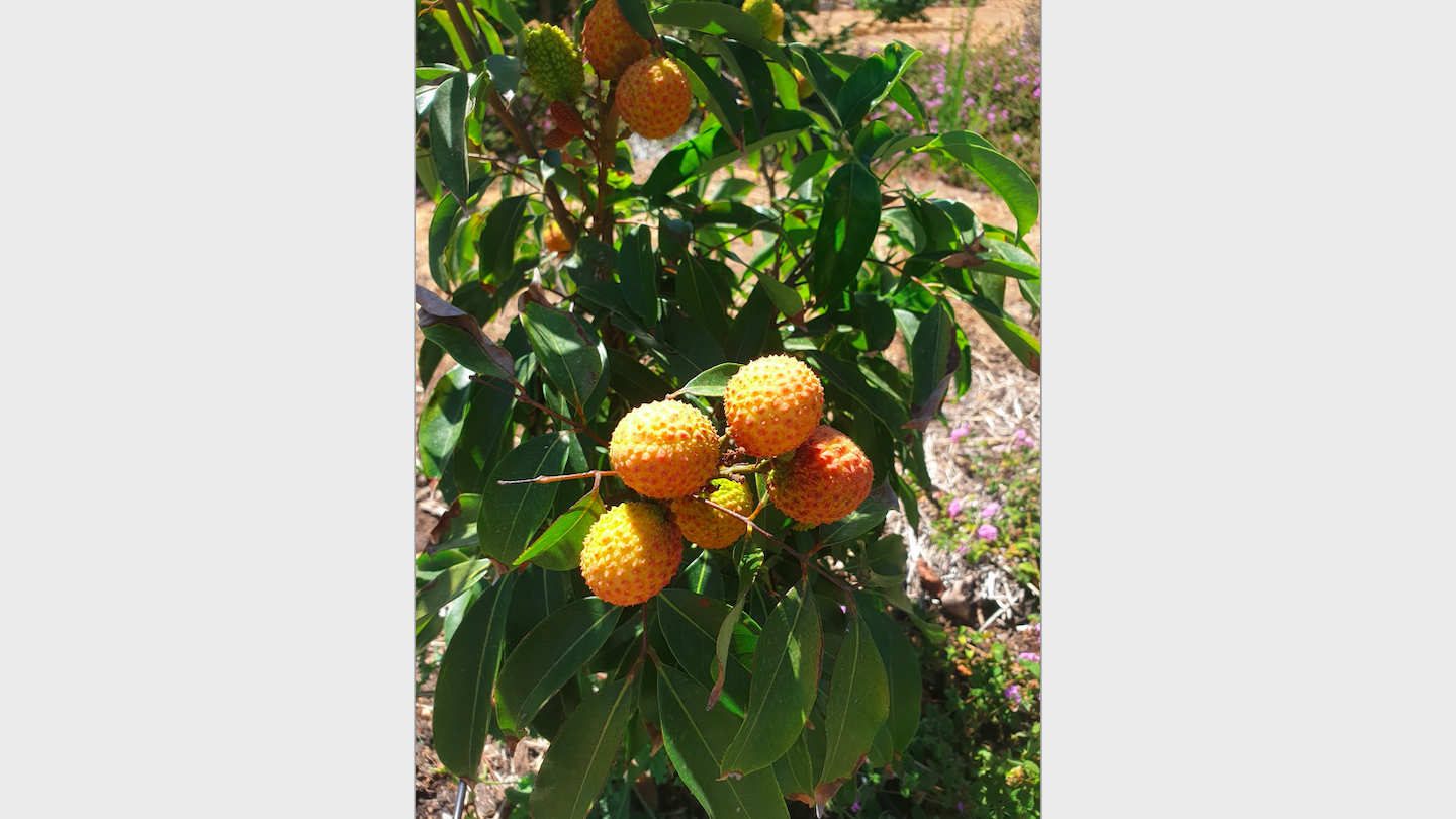 Litchi_chinensis-Lychee-fruits.png