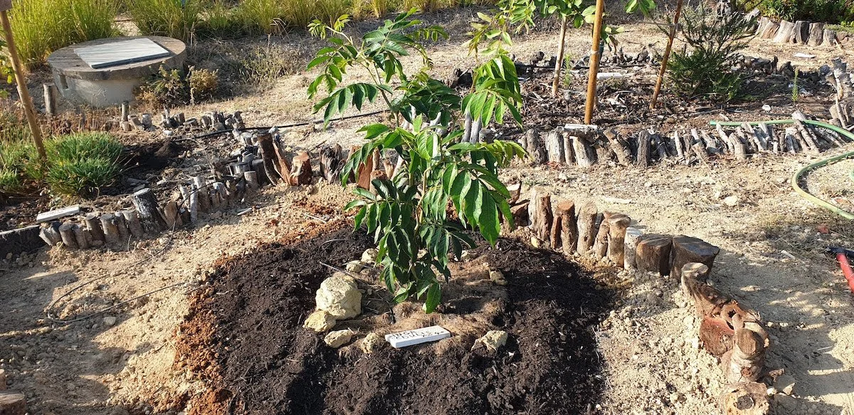 Inga edulis or Ice-cream bean - Young tree at Orchard Flavours