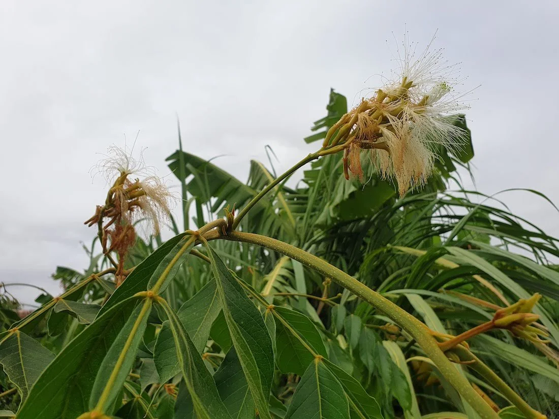 Inga edulis or Ice-cream bean tree flowering