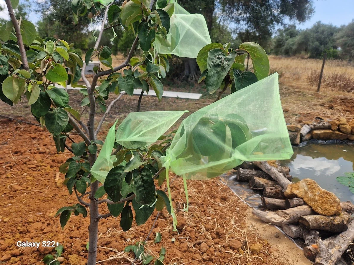Tree_with_nets_protecting_fruits.jpg