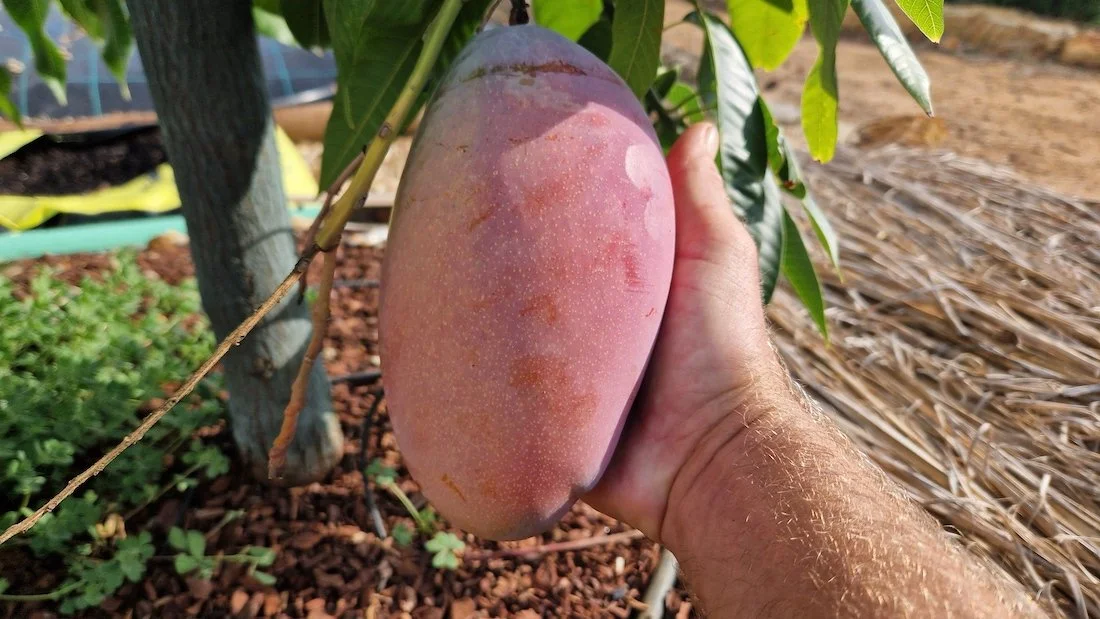 Picking Mango off tree