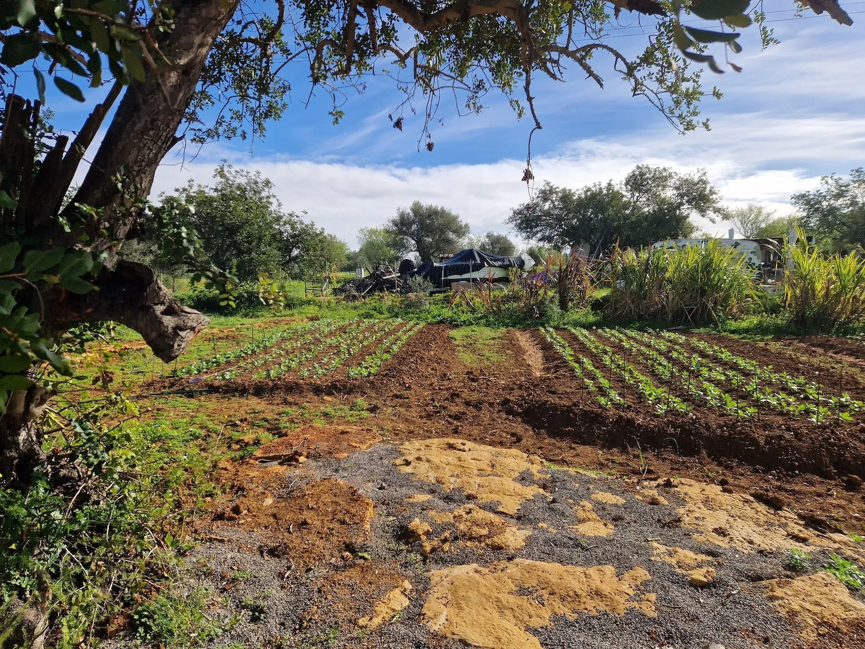 Dry Orchard Experiment - Fava bean plants for green manure