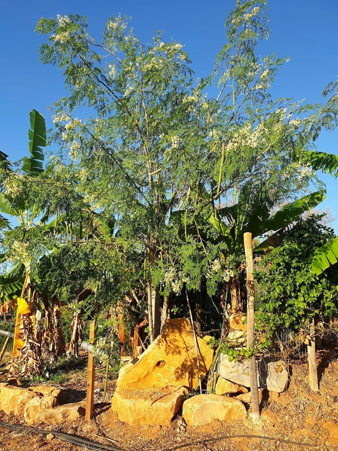 Three year old Moringa oleifera tree at the Orchard of Flavours