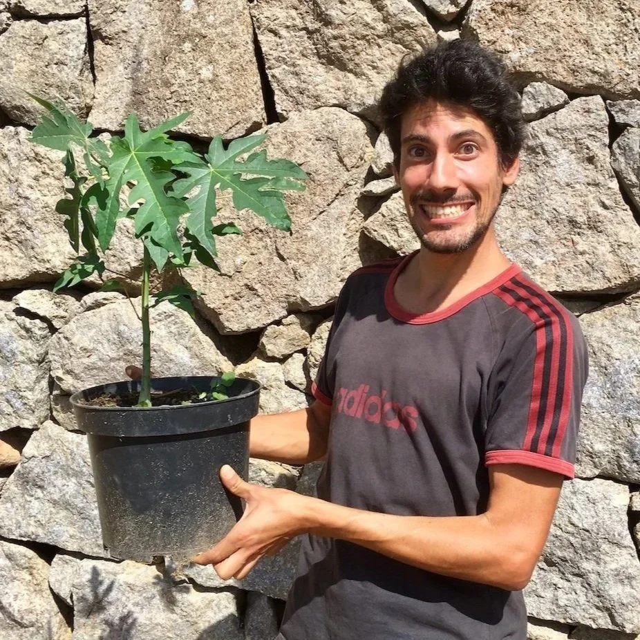 Orchard of Flavours' Digital Marketer, Miguel Pereira, holding papaya plant