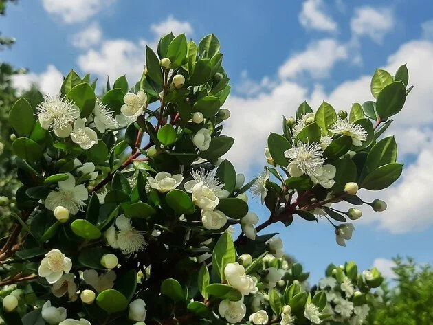 Myrtus communis - common myrtle shrub