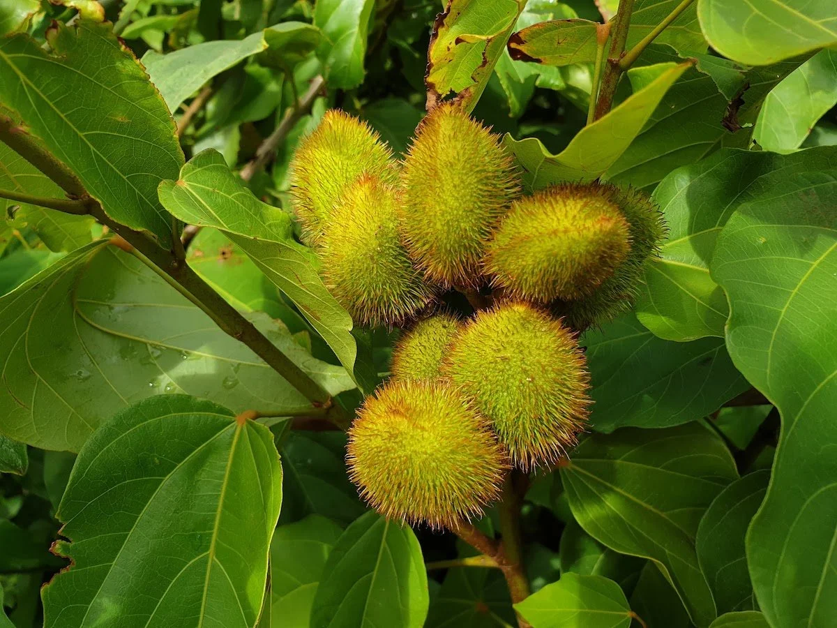Bixa_orellana-Achiote-fruit.jpg