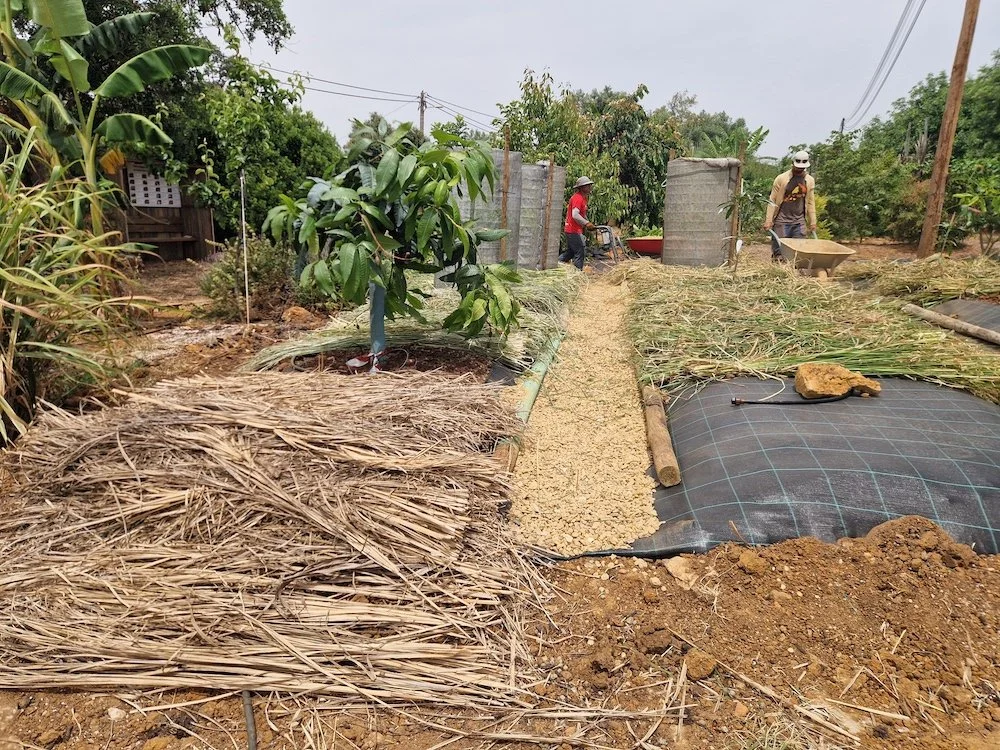 Mango_Project-Mulching_with_vetiver_grass.jpg