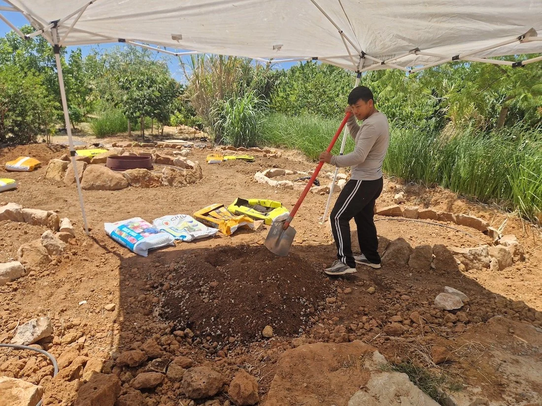 Planting on raised bed - Orchard of Flavours