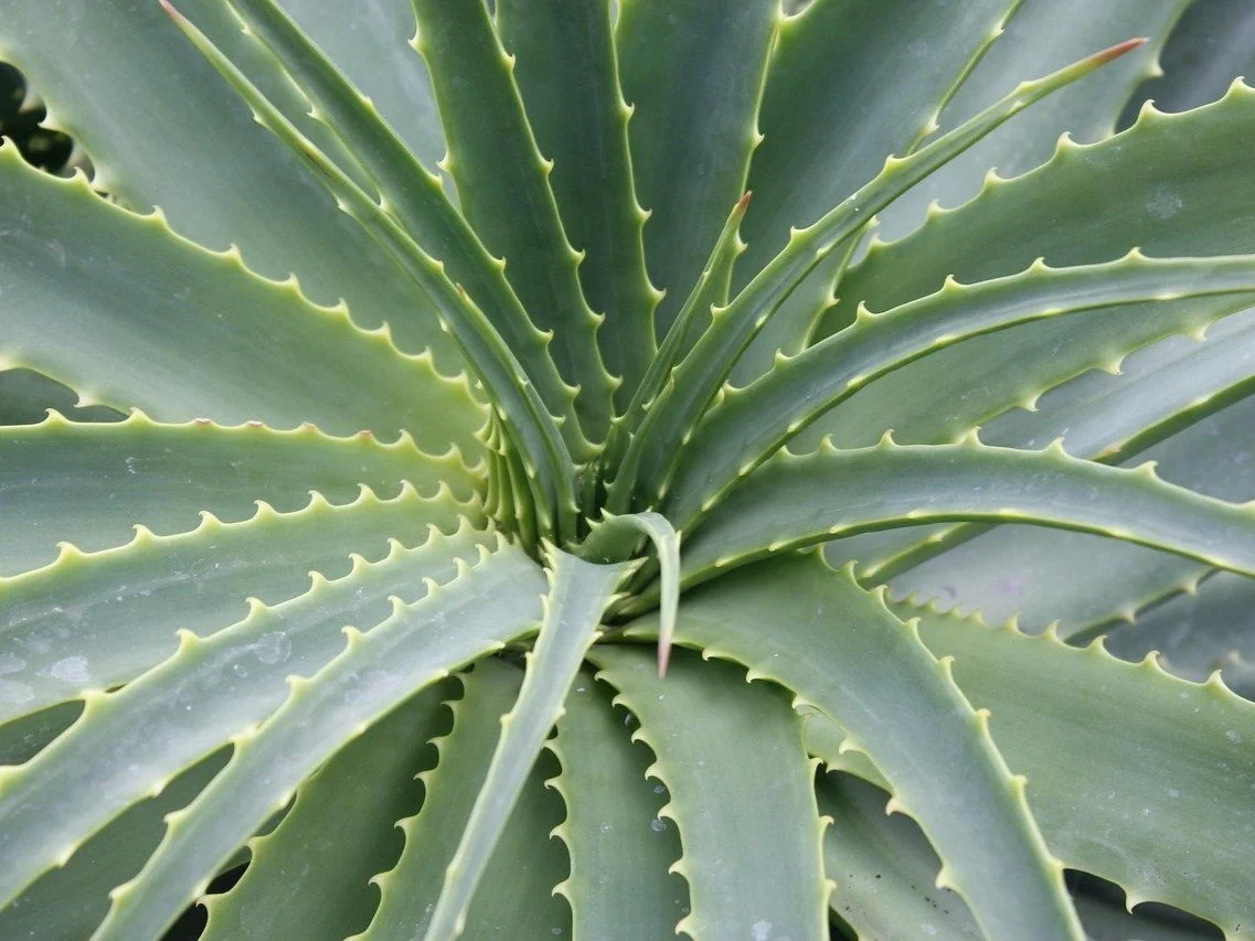 Aloe Arborescens - Candelabra Aloe leaf