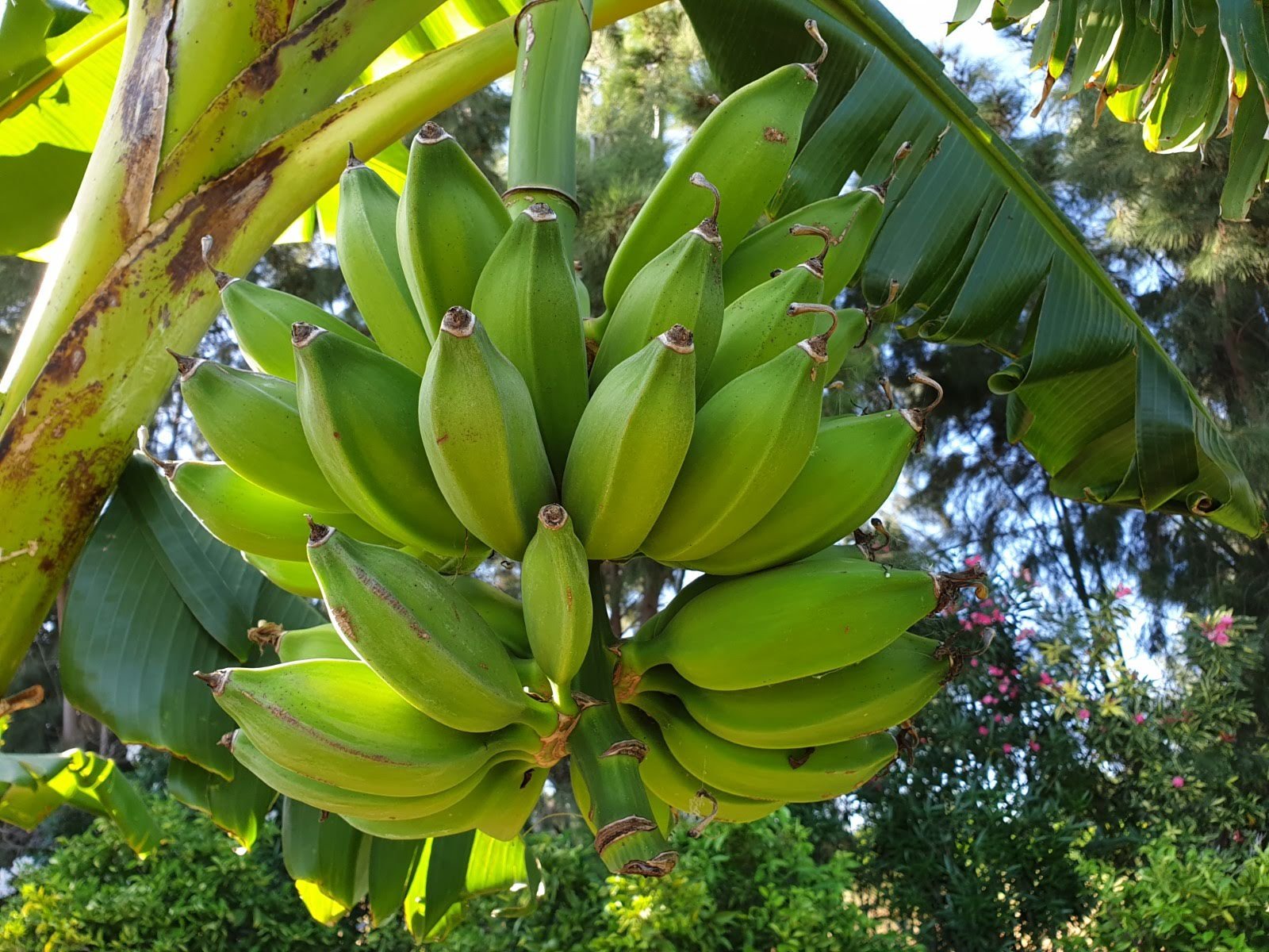 Bunch of green bananas