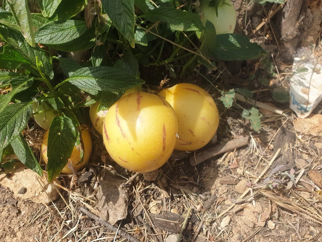solanum_muricatum_fruit.jpg