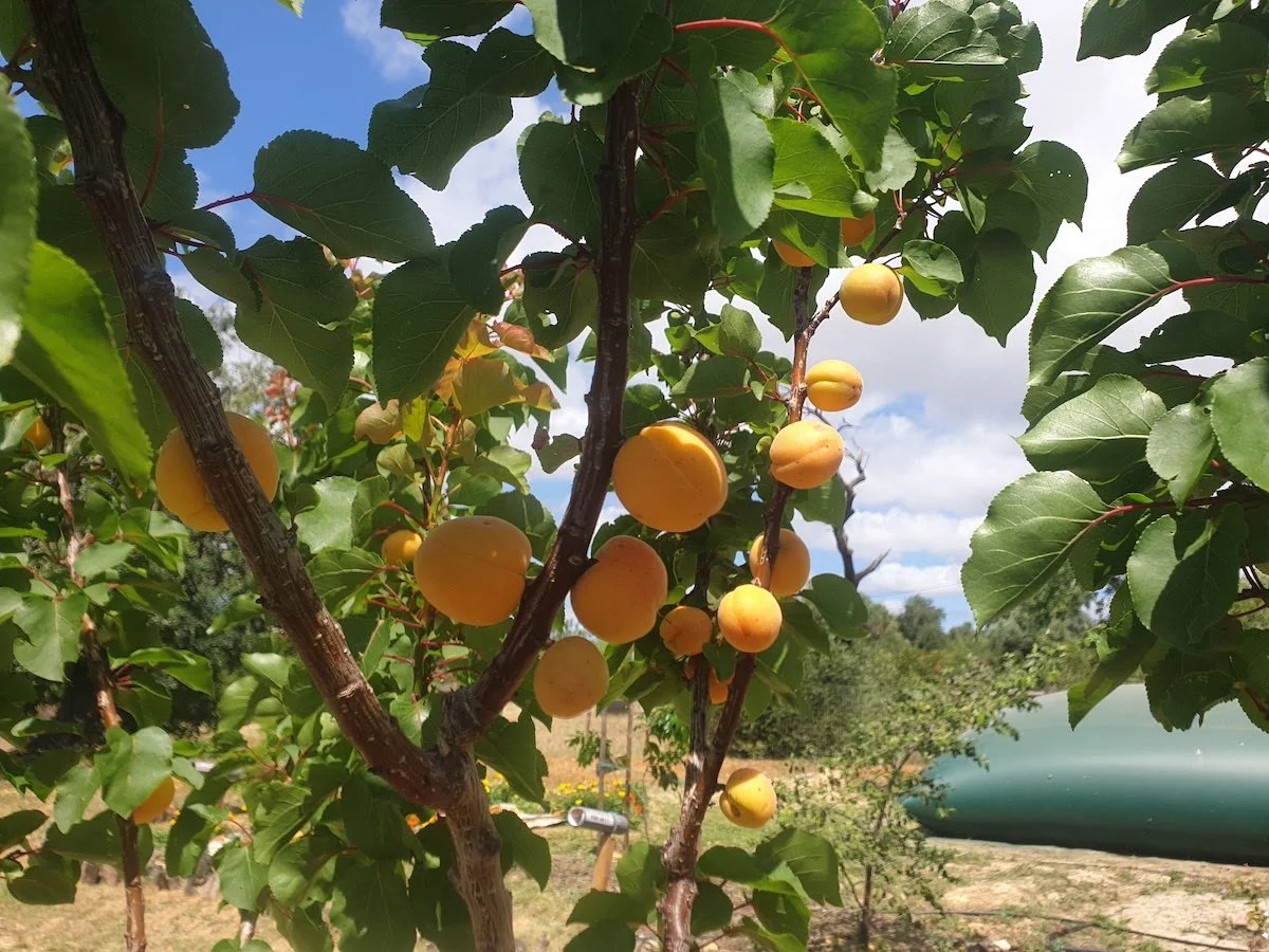 apricot_fruits.jpg