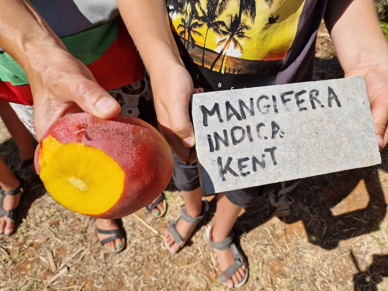 Mangifera indica - Kent variety mango