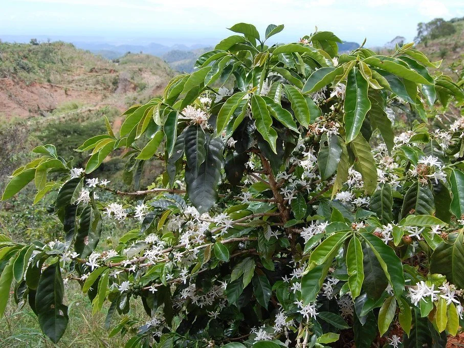 Coffea Arabica - Arabian Coffee tree