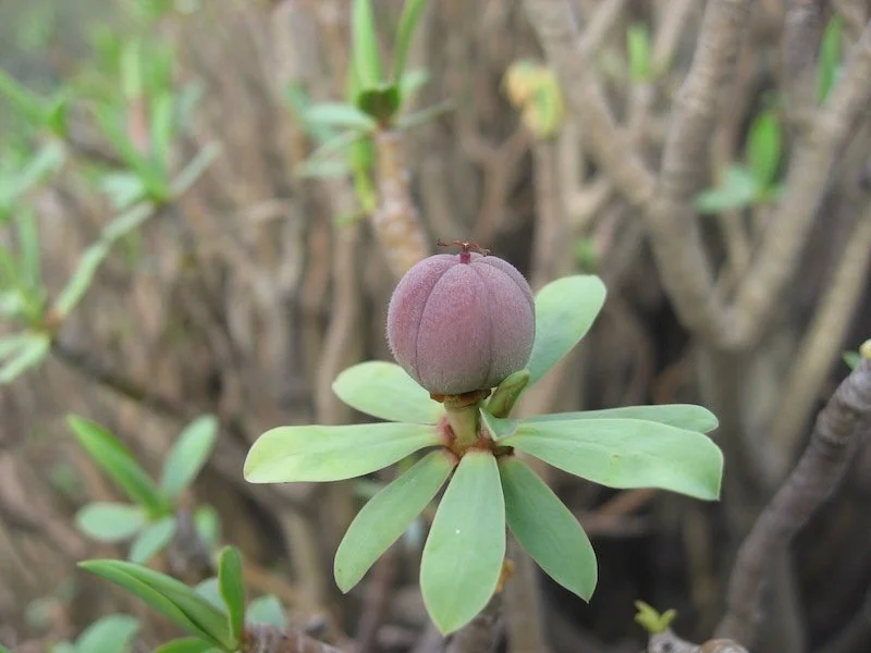 Euphorbia Balsamifera - Balsam Spurge fruit