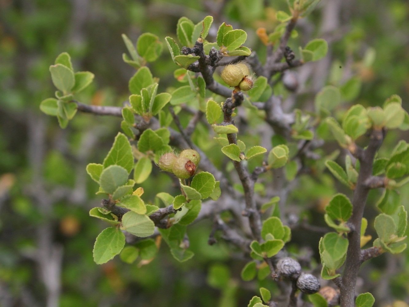 Grewia Robusta - shrub fruit