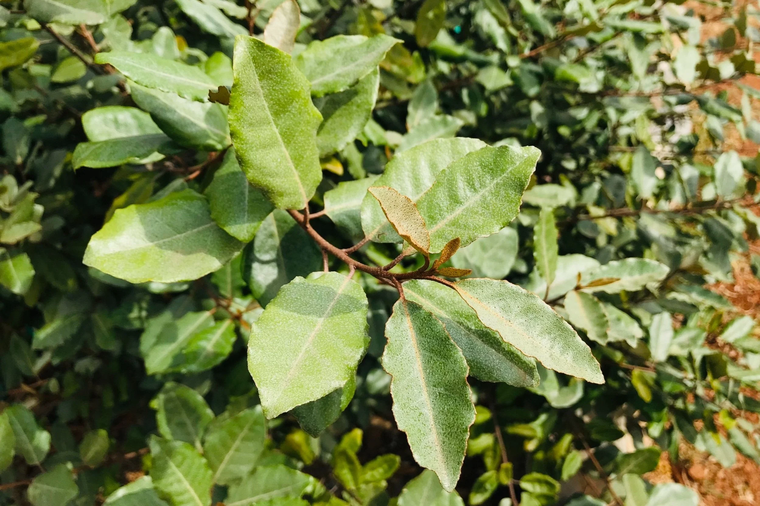 Elaeagnus ebbingei leaves