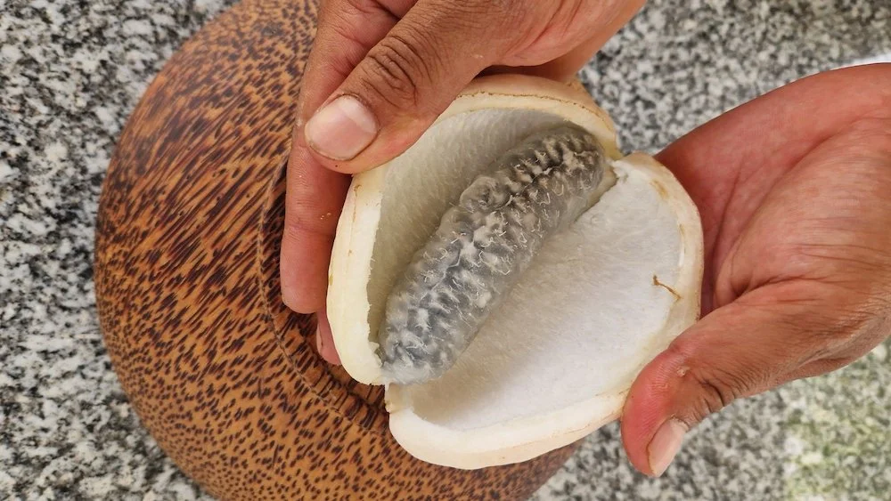 Akebia quinata or chocolate vine