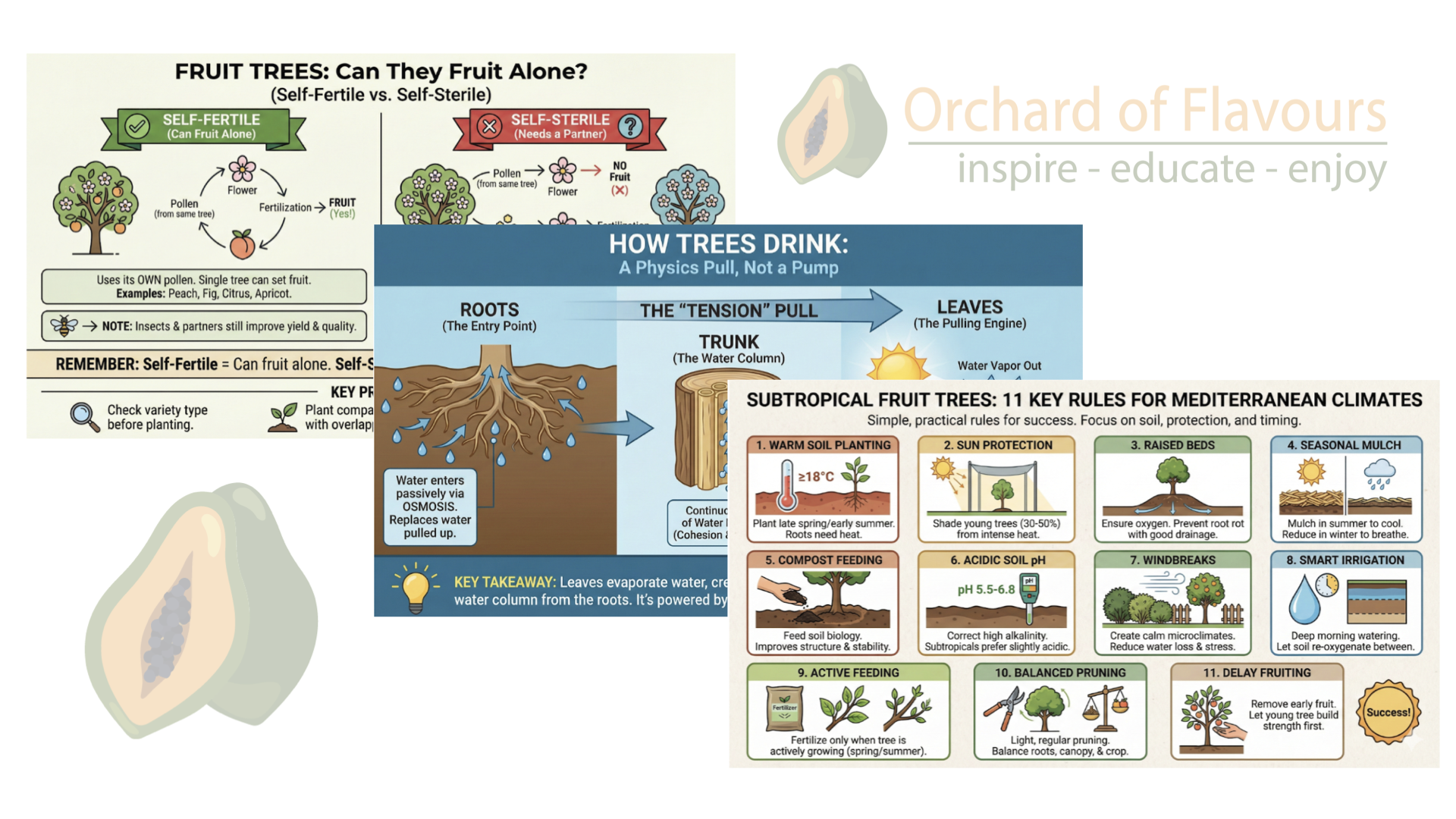 Some of the Fruit Tree Physiology diagrams we prepared for the manual: Self-fertile vs Self-sterile, How trees drink and 11 Key Rules for Mediterranean Climates