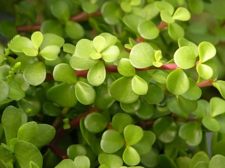 Portulacaria Afra - Elephant Bush leaf