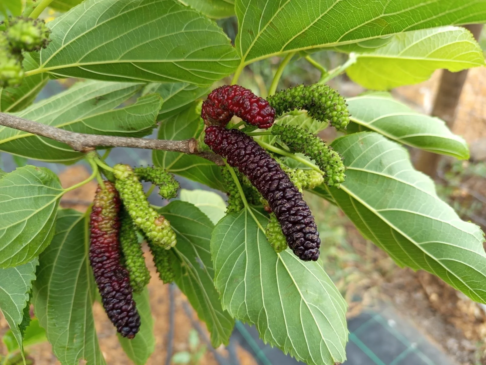 Morus macroura - Pakistani mulberry fruit