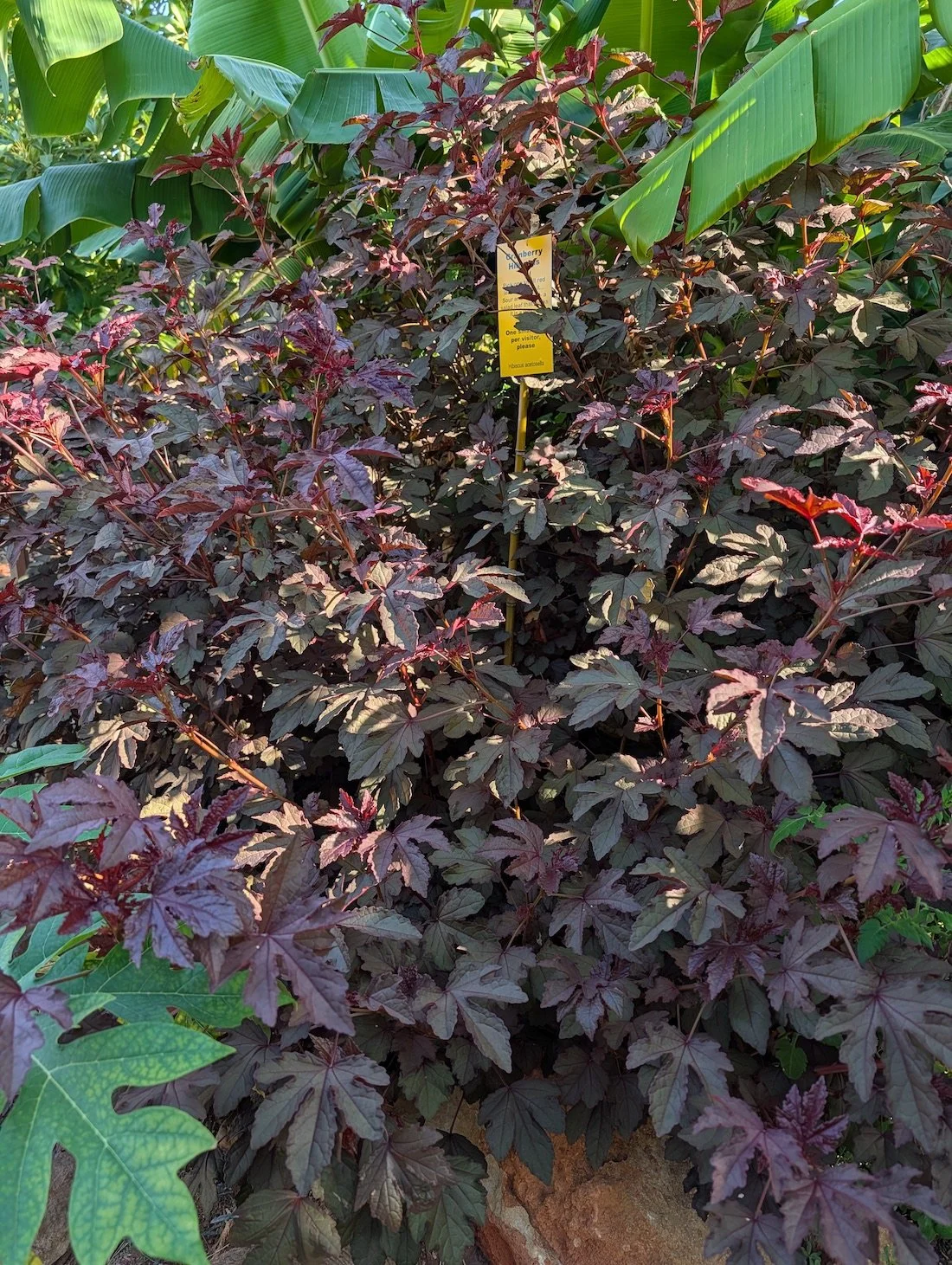 Cranberry hibiscus or Hibiscus acetosella plant