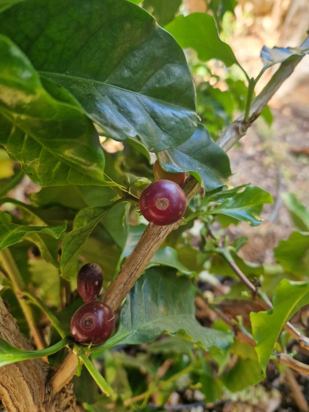 Coffea arabica ripe berries