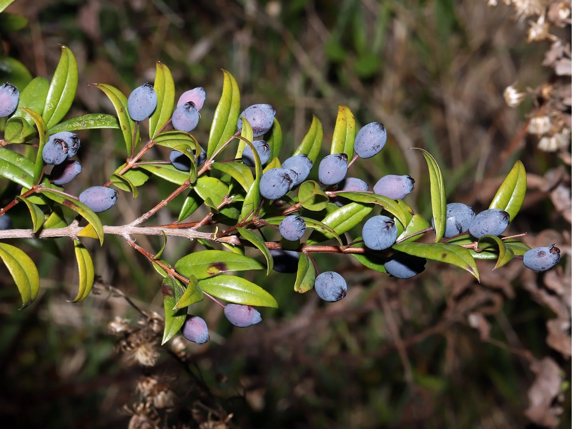 Myrtus communis - common myrtle berries