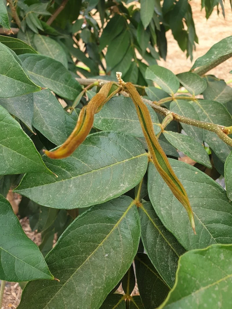 Inga edulis or Ice-cream bean - Baby pods