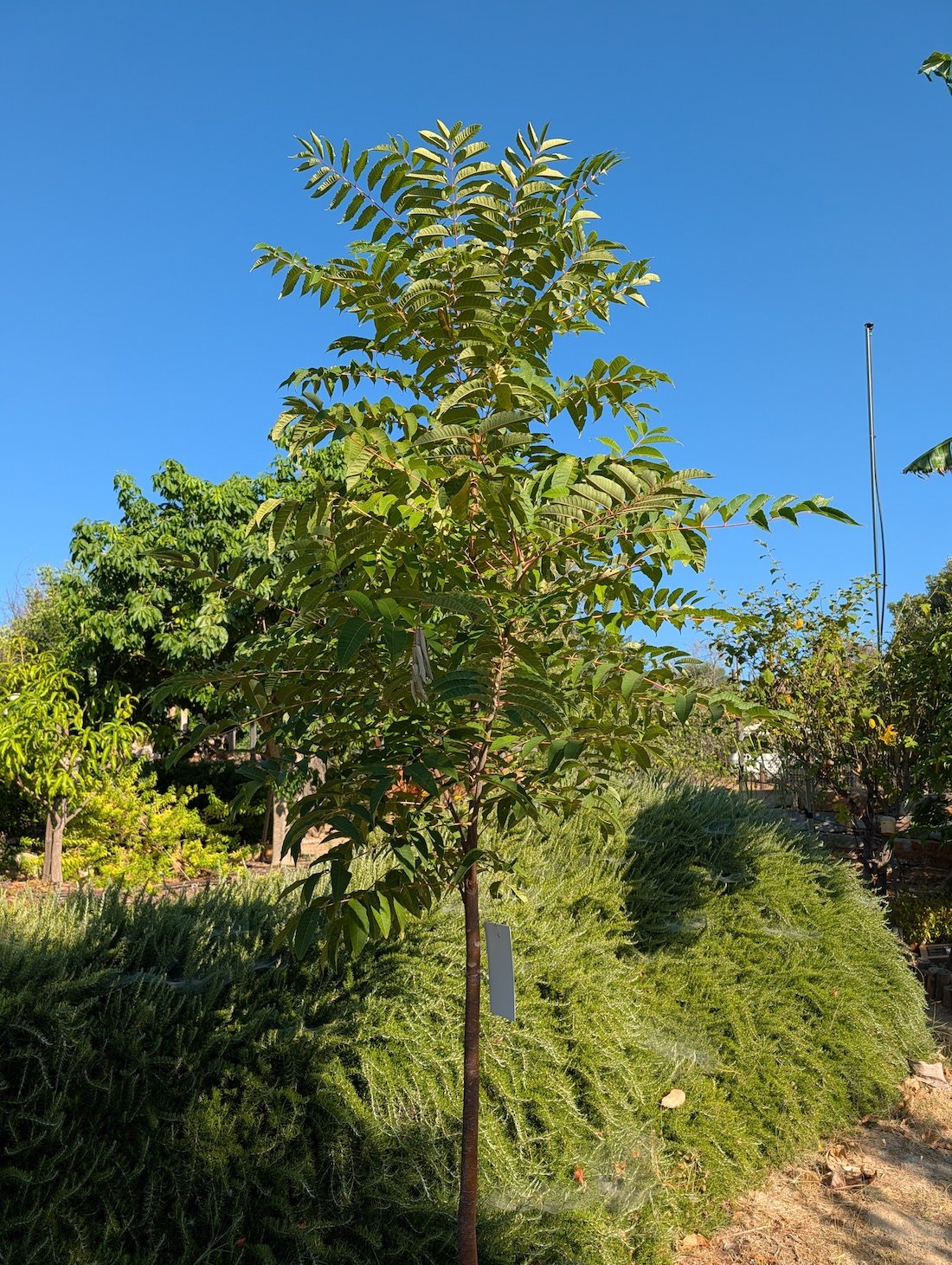 Toona sinensis tree