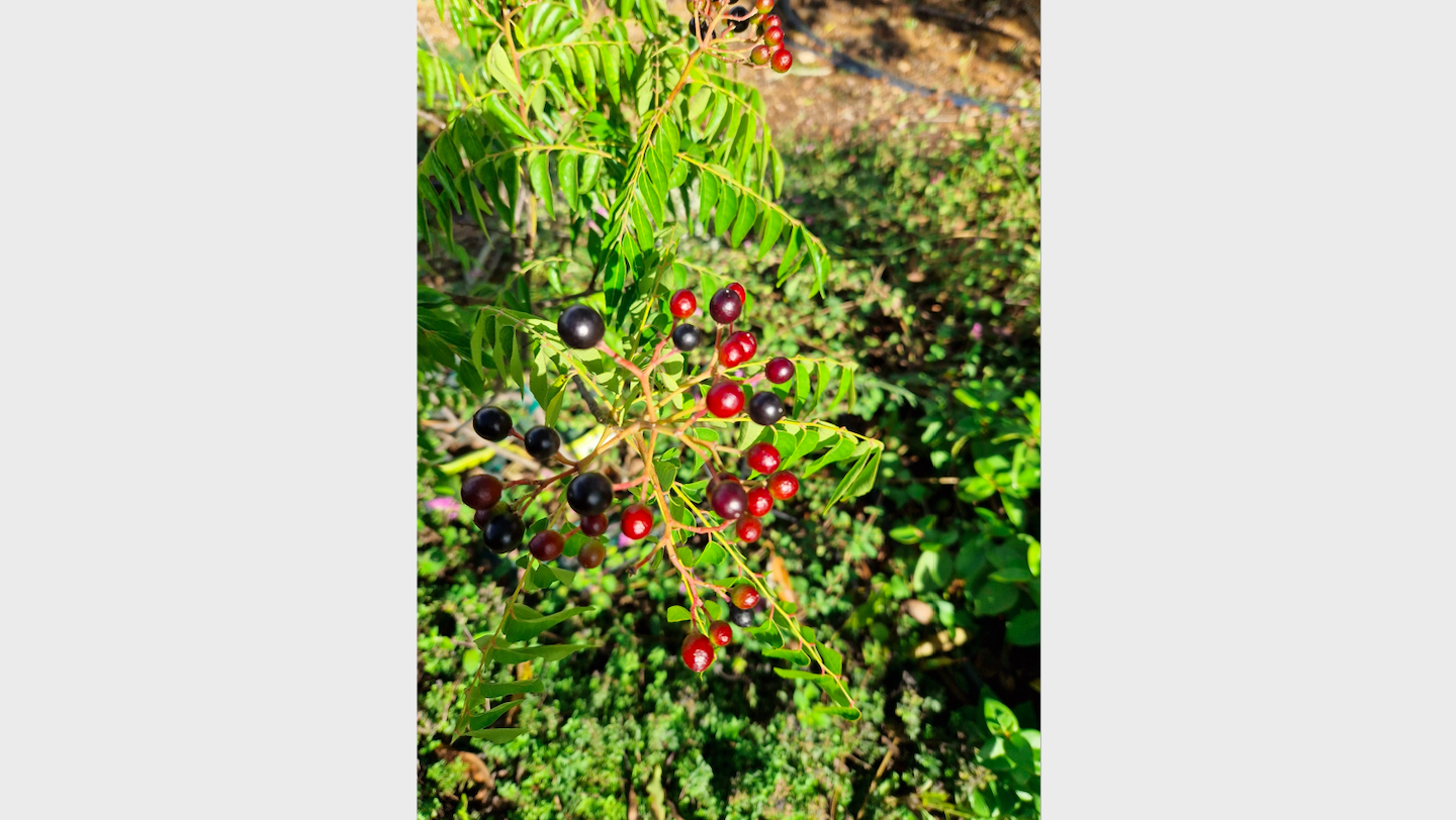 Murraya_koenigii-Curry_tree-fruit.png