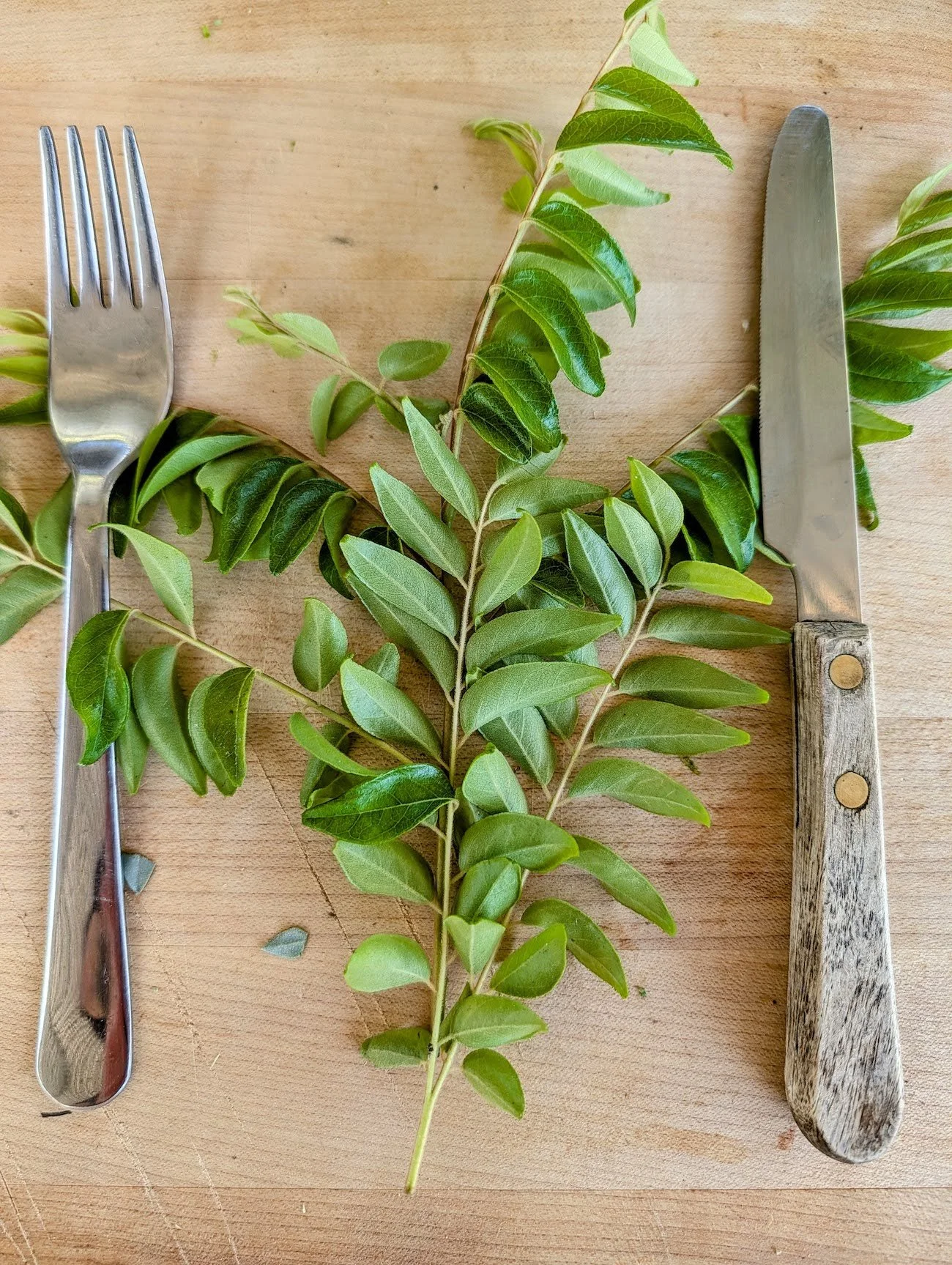 Curry leaf or Murraya koenigii - Edible leaves