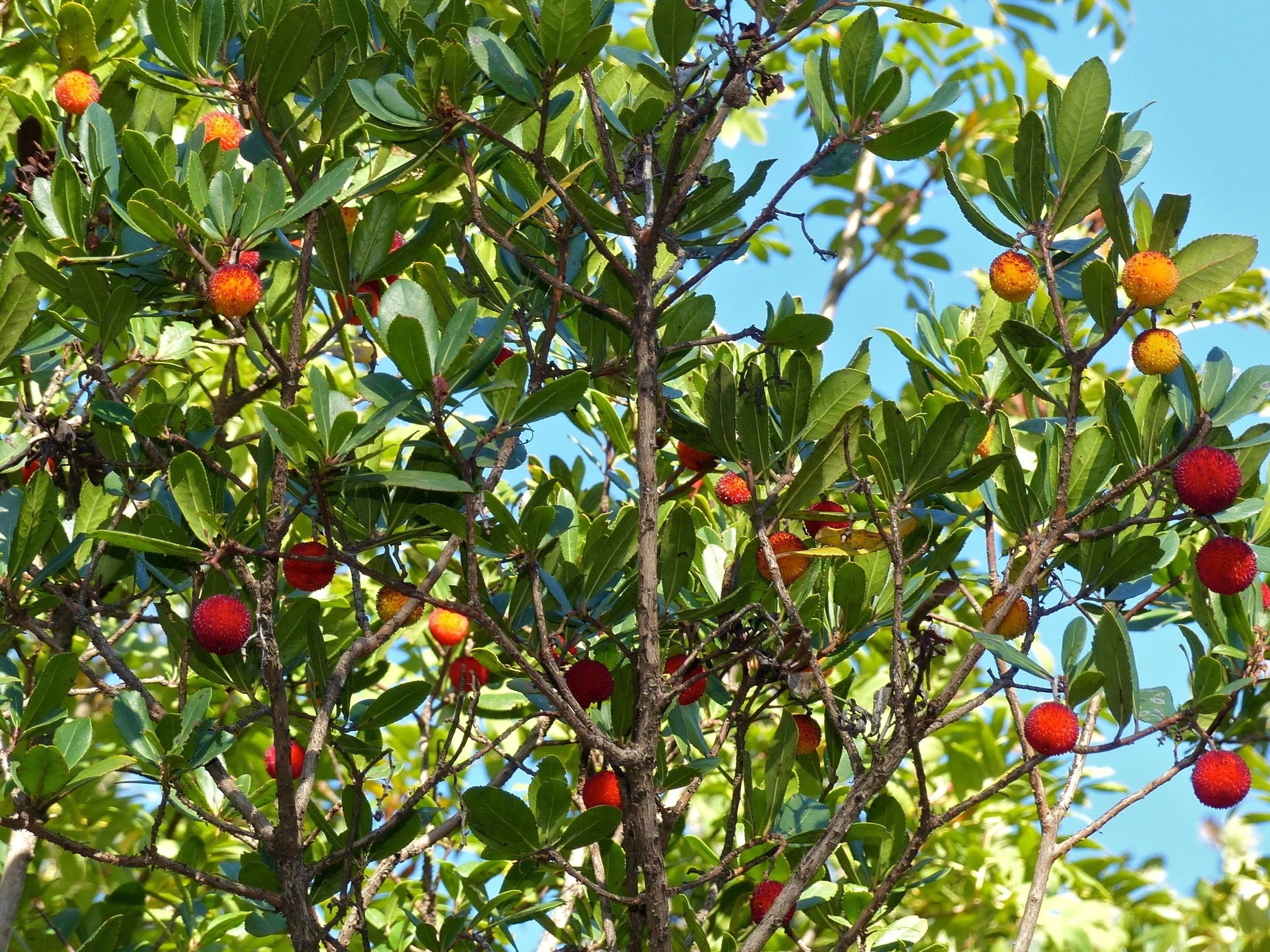 Arbutus unedo - Strawberry tree