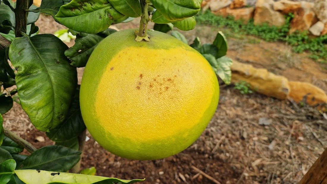 Citrus maxima or pomelo fruit