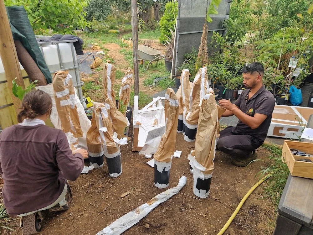 Unpacking_new_rare_food_trees.jpg