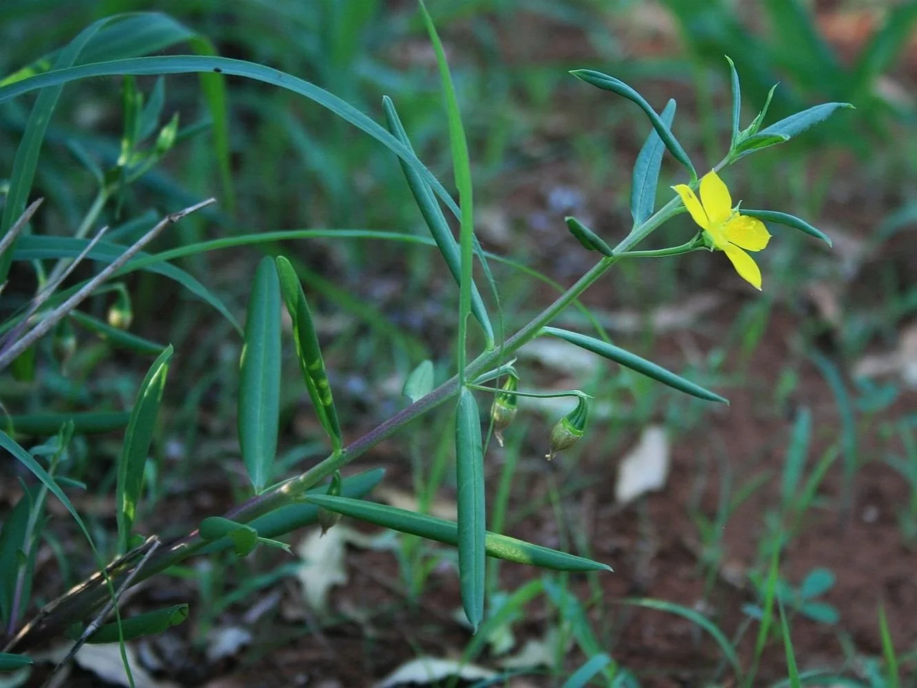 Talinum Caffrum - Porcupine Root plant