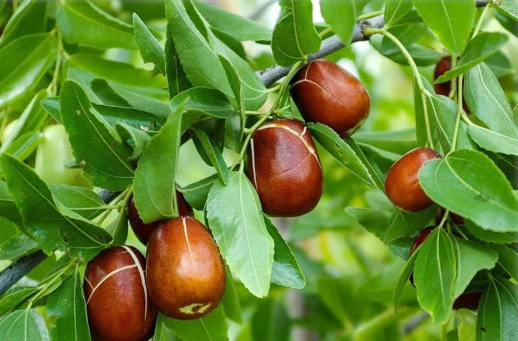 Beautiful Ziziphus jujuba (Jujube, Chinese date) fruits