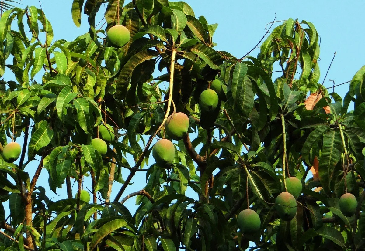 Mango tree fully grown and fruiting
