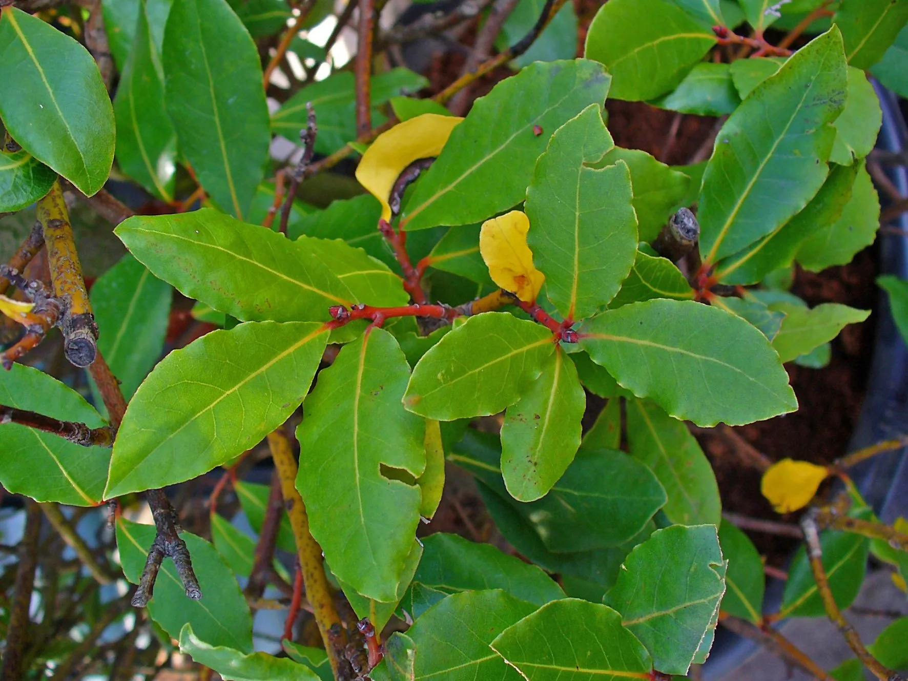 Laurus nobilis - laurel bayleaf leaves