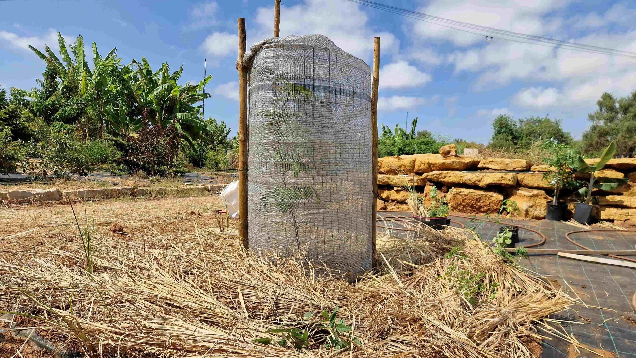 Protection for growing small fruit tree