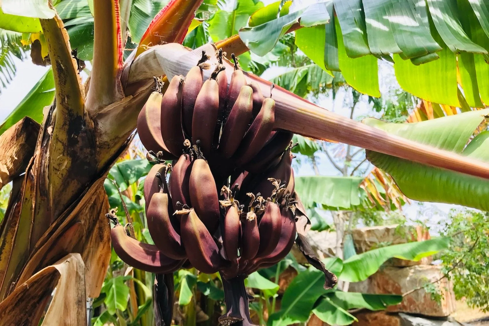 The fruit of Musa acuminata Red dacca or Red banana