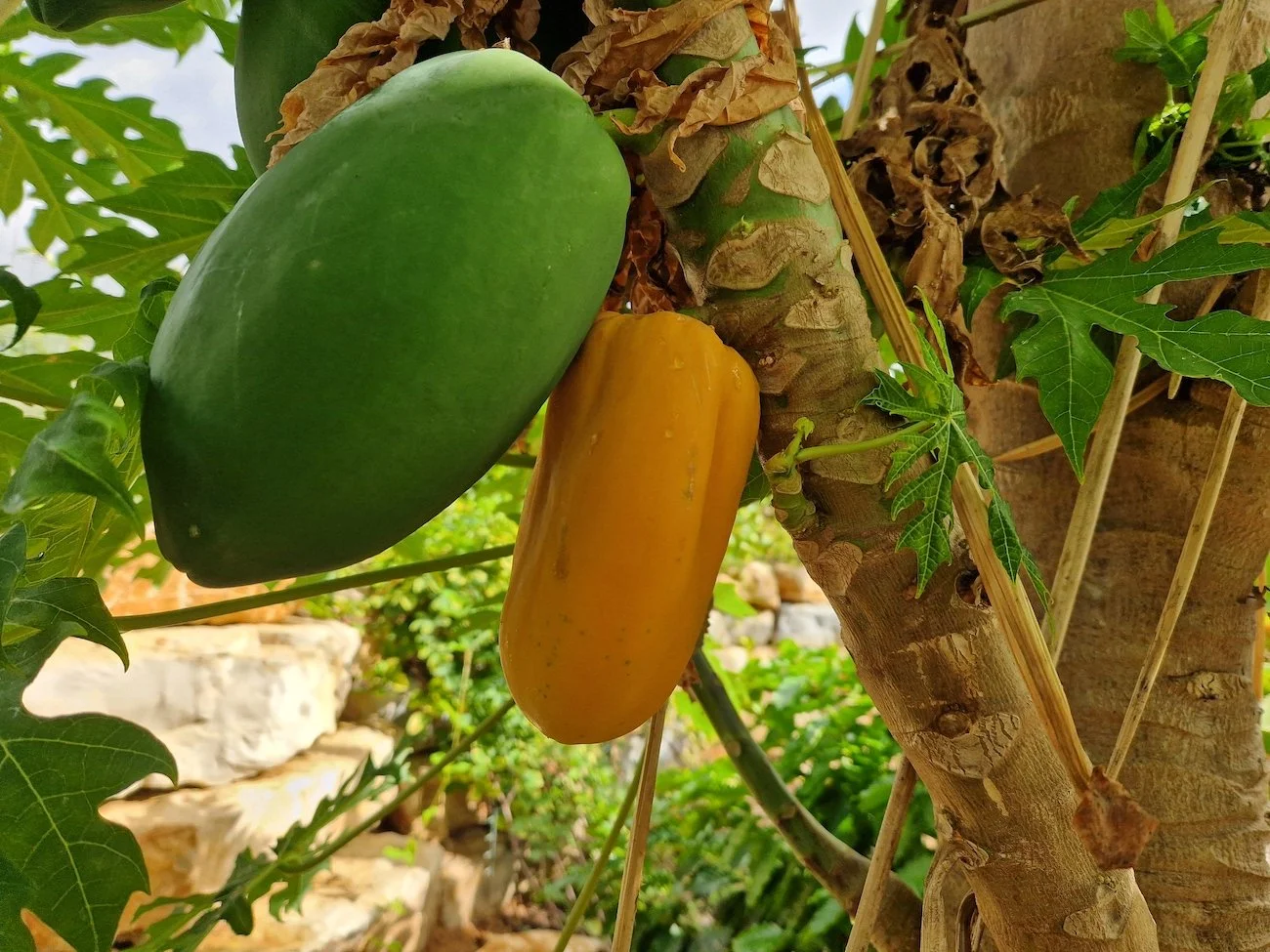 Carica_papaya-Big_fruit.jpg