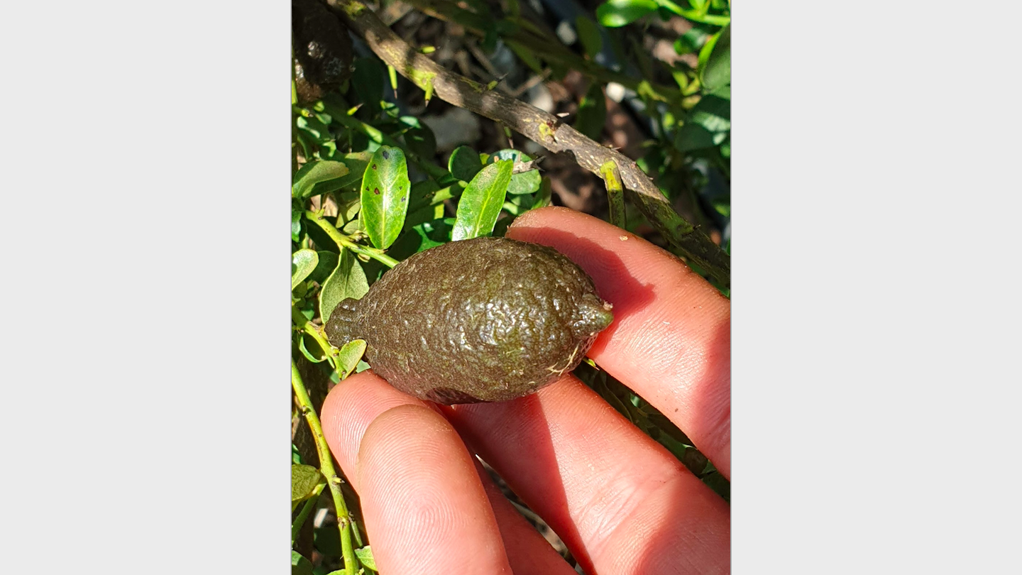 Citrus_australasica-Caviar_lemon-fruit.png