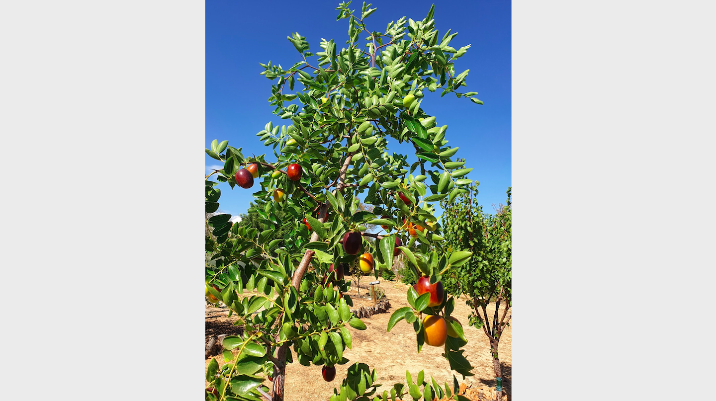 Jujube-Ziziphus_jujuba-tree_fruit.png