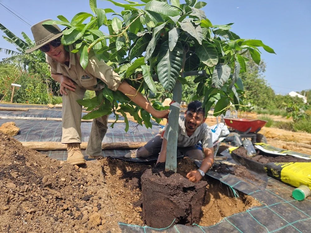 Mango_Project-First_mango_tree_transplanted.jpg
