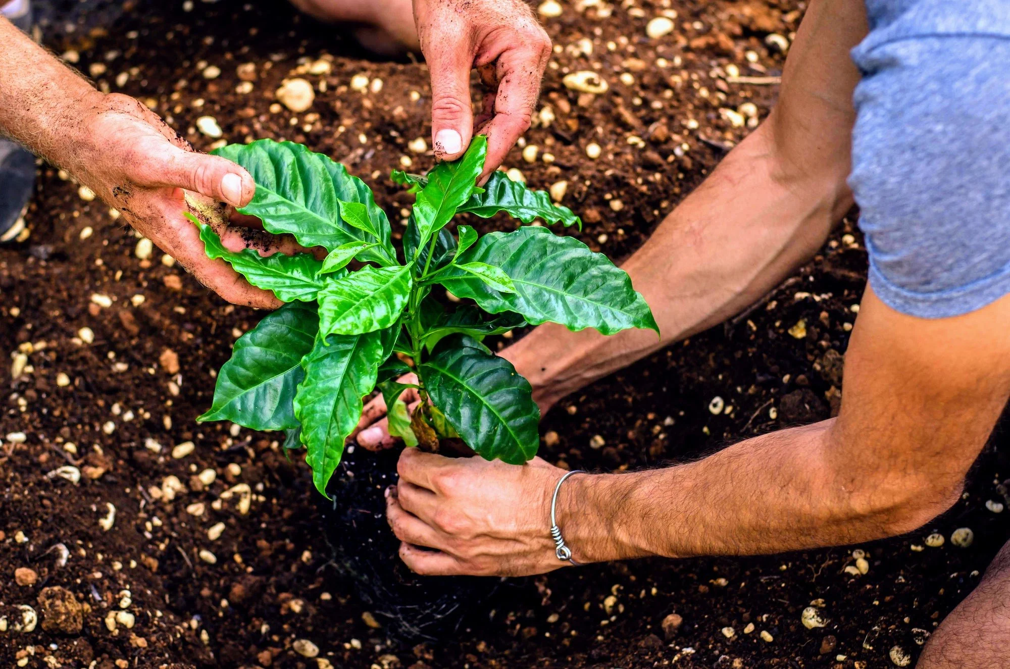 Food_Forest_Workshop-planting_Coffea_stenophylla.jpg
