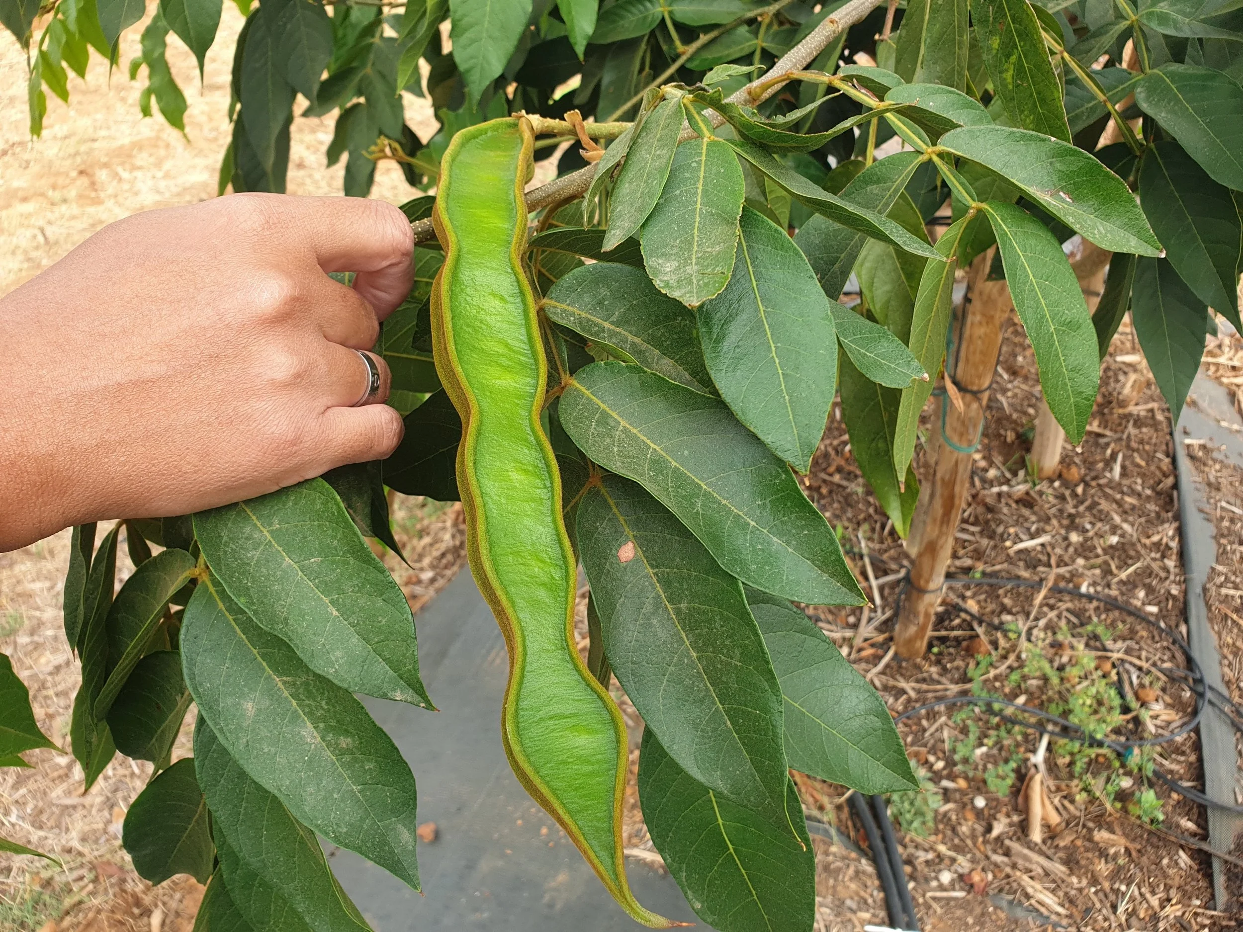 Inga_edulis-ice_cream_bean-pod.jpg