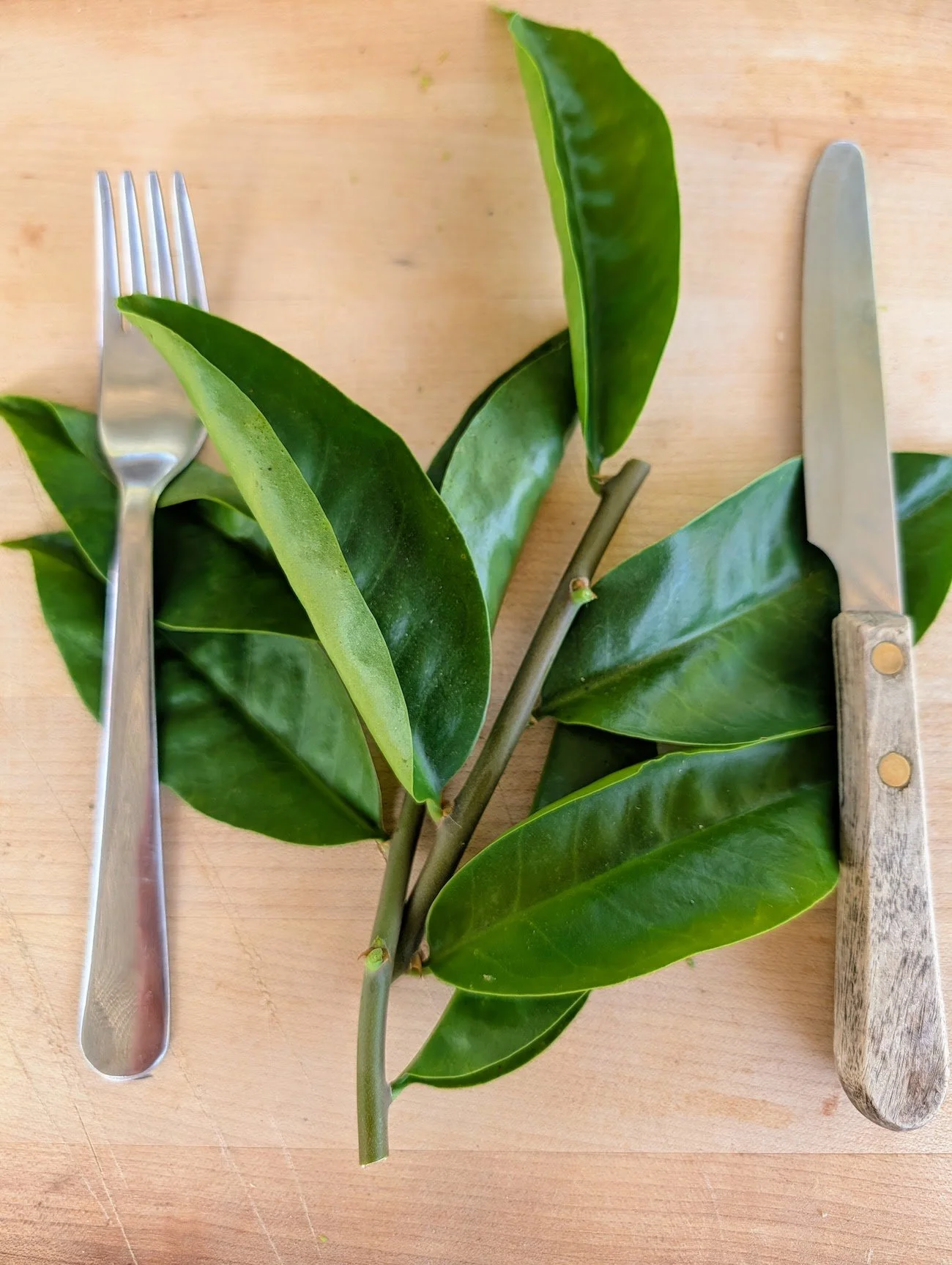 Carne de pobre or Pereskia aculeata - Edible leaves